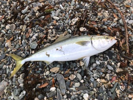 イカにフラれて…