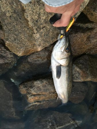 シーバスとボラ