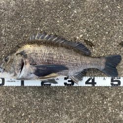 イチノ兄弟、釣果!