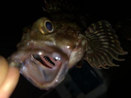 ガシライトゲーム