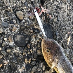 朝マヅメ5目釣り