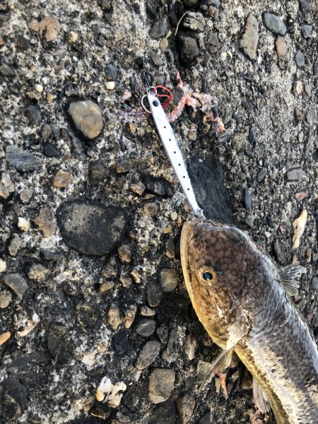 朝マヅメ5目釣り