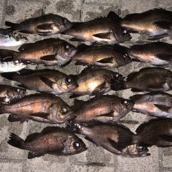 メバル１６匹　絶好調