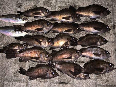 メバル１６匹　絶好調