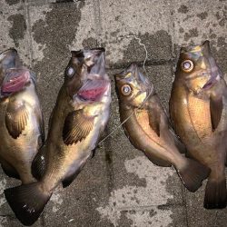 25㎝以上　サイズアップ