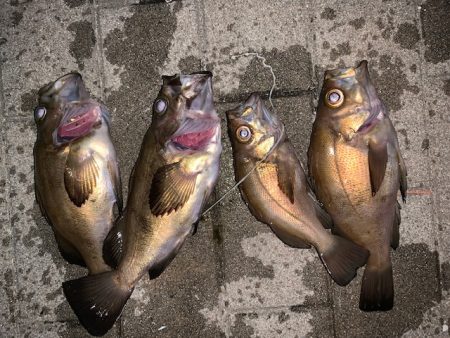 25㎝以上　サイズアップ