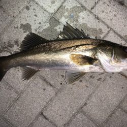 シーバスを狙ってみた