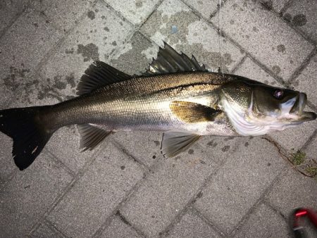 シーバスを狙ってみた