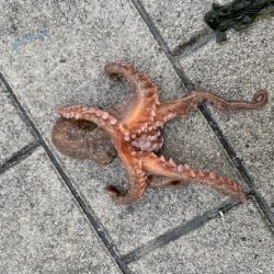 タコ釣り　まだ早いかな