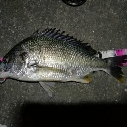 2020/05/23 南港ヘチ釣り　キビレチヌ（40cm,35cm）釣果有り）