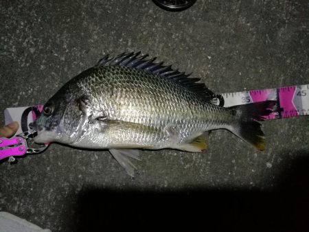 2020/05/23 南港ヘチ釣り　キビレ…