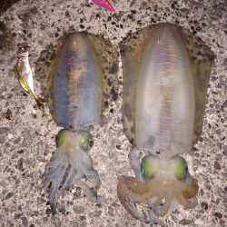 泳がせでアオリ