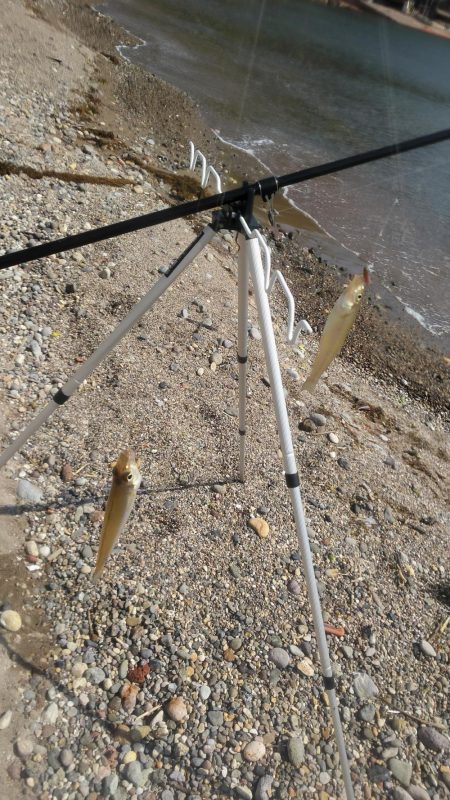 泊の投げ釣り