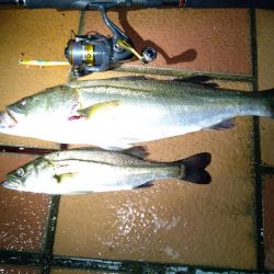 バチ抜けシーバス