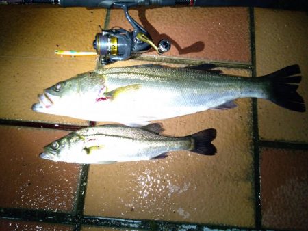 バチ抜けシーバス