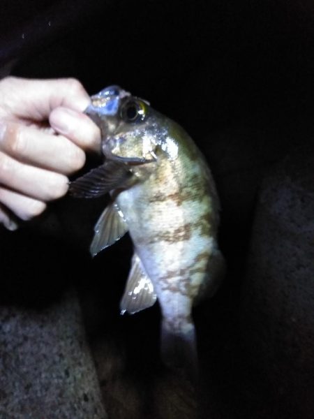 解除後、初メバル