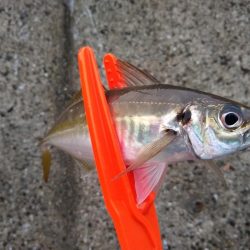 ちょっとだけアジ