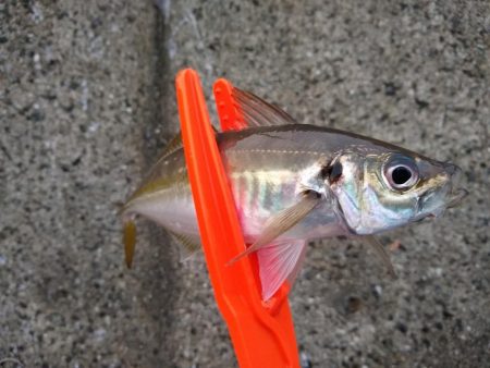 ちょっとだけアジ