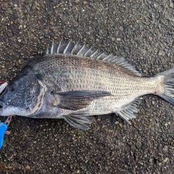 岸ジギで年無し!