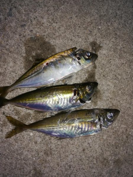 脂のってるアジ