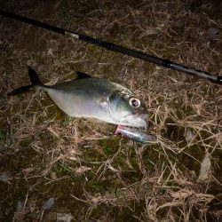 久しぶりのお出掛け