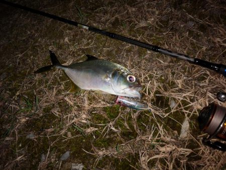 久しぶりのお出掛け