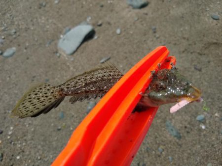 本命は釣れず…