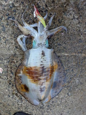 今季の記録アオリ