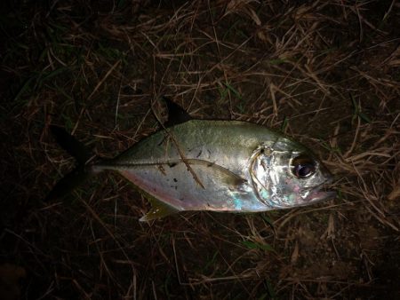 渋いがサイズUP