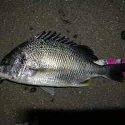 南港へち釣行(2020/05/30 南港ヘチ釣り キビレチヌ(44cm,43cm~)ガシラ23.5cm 釣果有り)