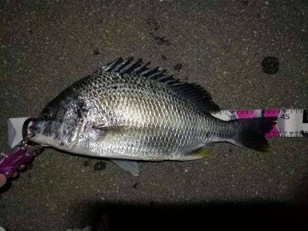 南港へち釣行（2020/05/30 南港ヘ…