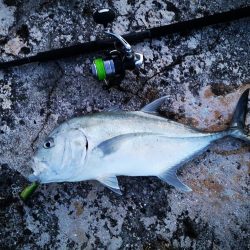 半年ぶりに釣れましたロウニンアジ