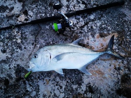 半年ぶりに釣れましたロウニンアジ