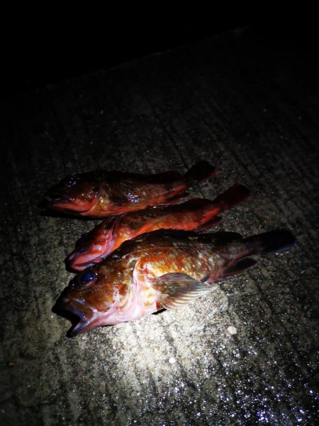 アジング→メバリング→ガシリング