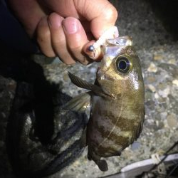 ぼちぼちでした