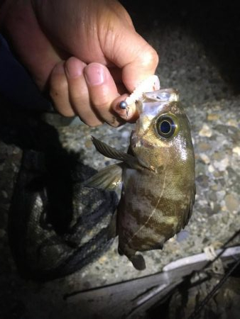 ぼちぼちでした