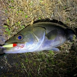 ハクがほとんどいません。