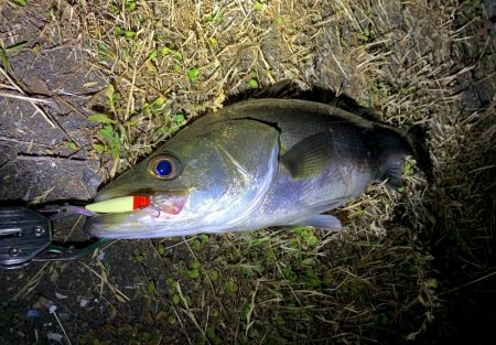 ハクがほとんどいません。