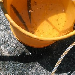 コロナ休日釣行