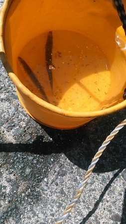 コロナ休日釣行