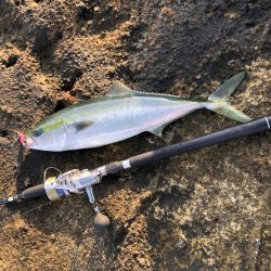 佐渡　ライトショアジギング！