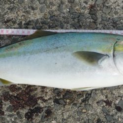 久しぶりの青物