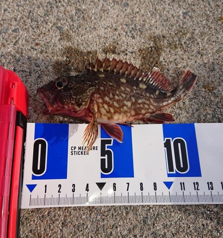 南港ガシリング