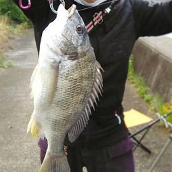 密をさけて。ボラと思ったら、キビレ45センチ!