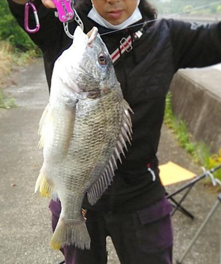 密をさけて。ボラと思ったら、キビレ45センチ!