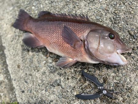 エビでコブダイ