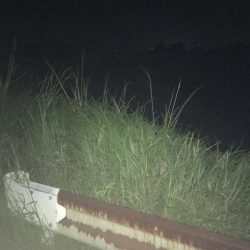 ウナギ〜パート3