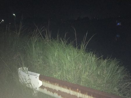 ウナギ〜パート3