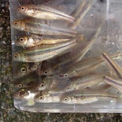 近所の水路で入れ食いを楽しむ