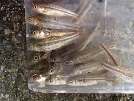 近所の水路で入れ食いを楽しむ